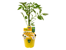 Orto Mio Pianta innestata Pomodoro Datterino Lemmon F1 Orto Mio vaso 14 cm
